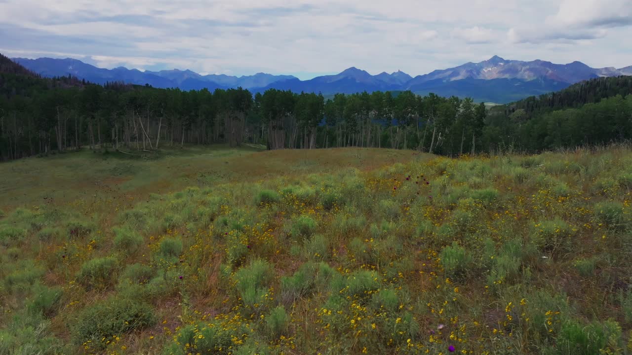 Summer yellow wildflowers Last Dollar Road Ridgway Telluride airport Colorado aerial drone Uncompahgre Forest Mount Sneffels Wilderness Aspen Trees ranchland San Juan Rocky Mountains Dallas Range left