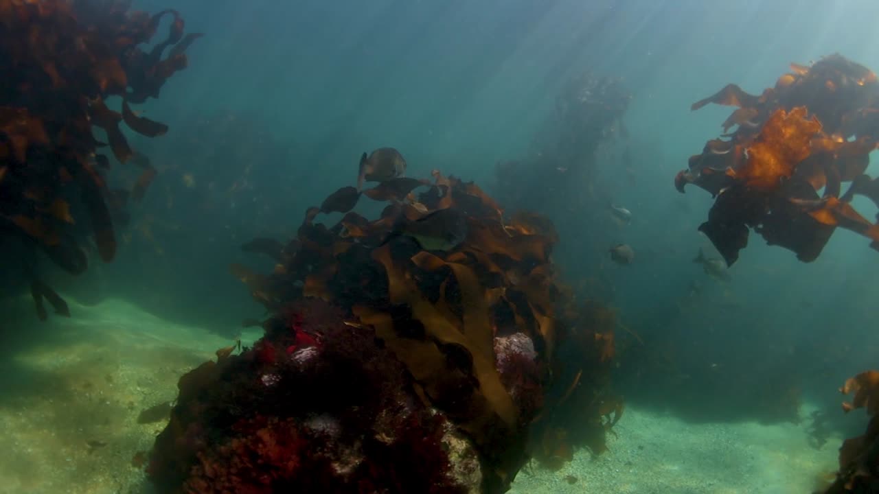 A large number of Hottentot fish swimming through a kelp forest in the Atlantic ocean