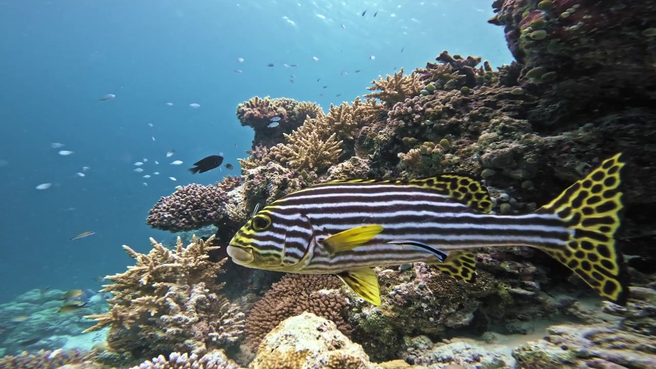 Una ripresa subacquea ravvicinata segue un pesce imperatore striato adulto mentre dei labridi pulitori si librano lungo il suo corpo accanto a coralli colorati alle Maldive