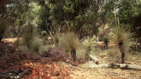 un claro cubierto de hierba en el interior de australia