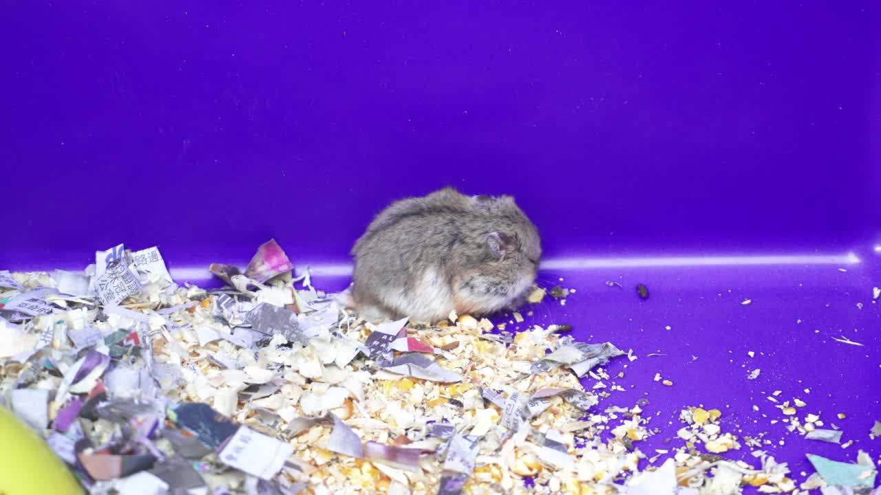 사바, 말레이시아의 일요일 시장에서 사랑스러운 햄스터가 함께 압축하는 4k 영상