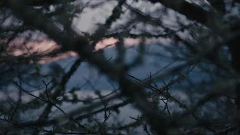 Distant-blurry-coastal-land-seen-through-tree-branches