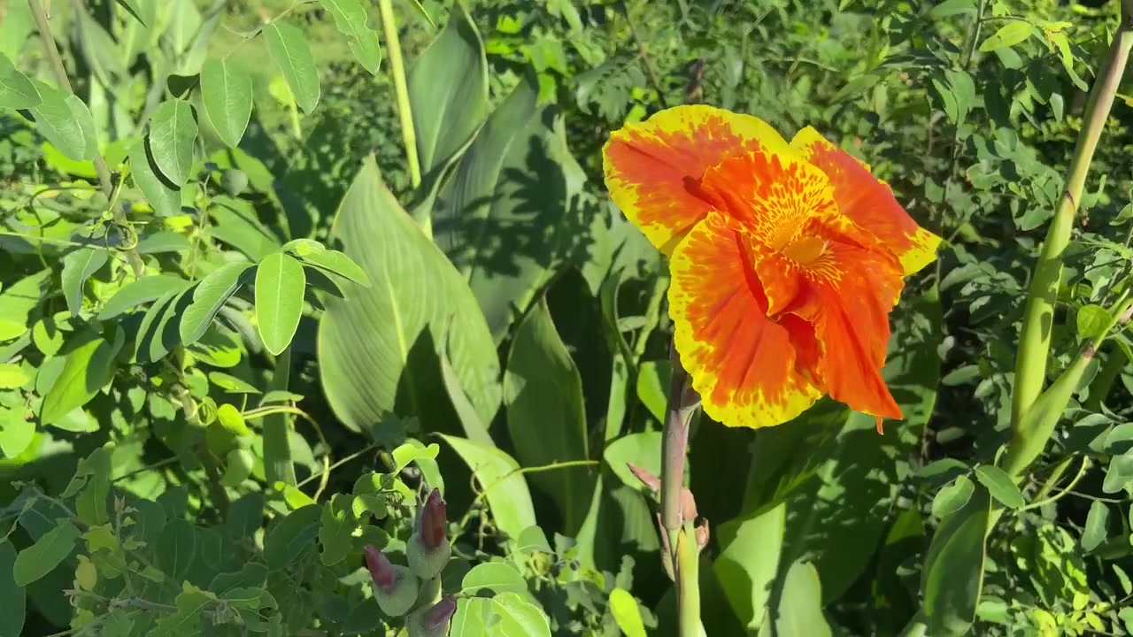 Vivace fiore di Canna arancione e giallo che sboccia in un giardino soleggiato