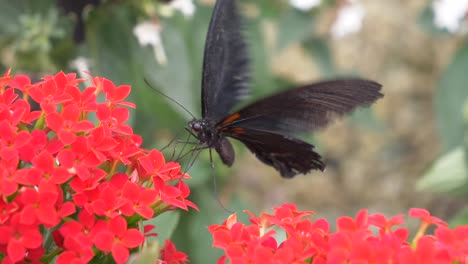 slow motion shot of black butterfly beating with wings and drinking nectar of red flower blossom