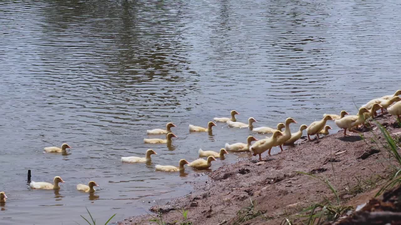 Anatroccoli nuotano e si radunano lungo la riva del fiume