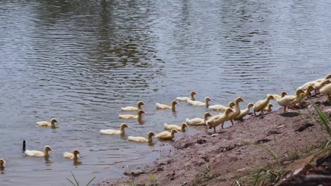 ducklings swim and gather by the riverbank