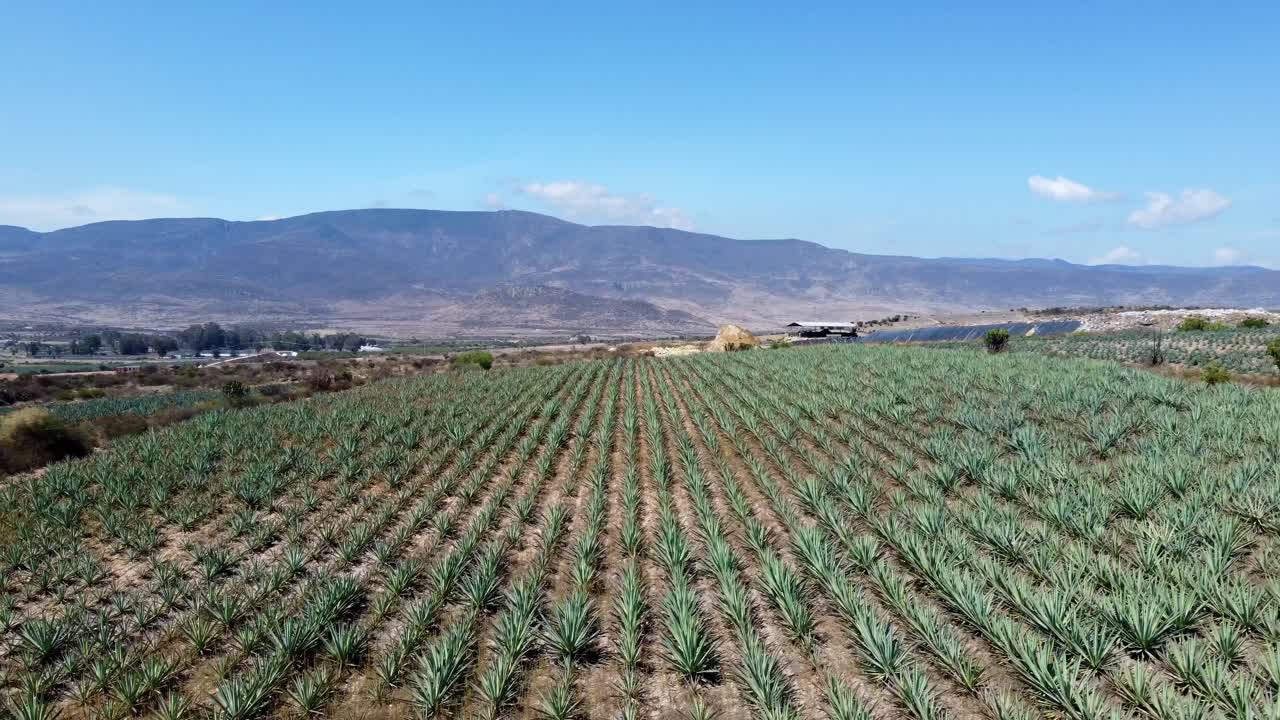 멕시코 데킬라에 있는 농장의 녹색 아가베 밭의 멋진 공중 전망