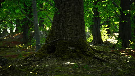 vista detallada de cerca de una textura de suelo forestal con musgo