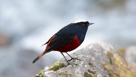 el colirrojo de cabeza blanca es conocido por su hermosa corona blanca, alas de color azul oscuro negruzco y marrón debajo de las plumas y su cola comienza con rojo