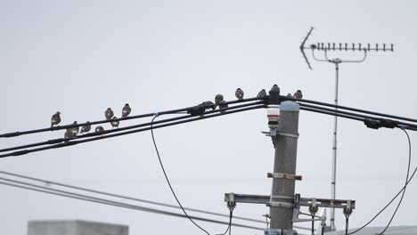 Bandada-De-Estorninos-De-Mejillas-Blancas-Encaramados-En-Una-Línea-Eléctrica-Contra-El-Cielo-Sombrío-En-Tokio,-Japón