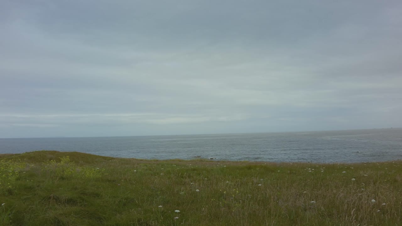 зеленый луг с цветами и морем на заднем плане