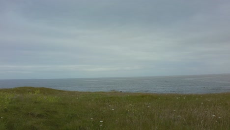 Grüne-Wiese-Mit-Blumen-Und-Dem-Meer-Im-Hintergrund