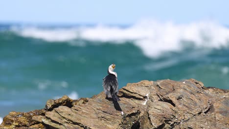 bird observes ocean from a coastal rock