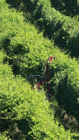máquina de cosecha de uvas en filas de viñedos exuberantes
