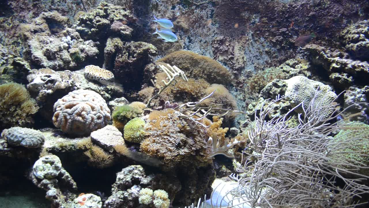 Spanien - Barcelona Akvarium