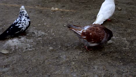 las palomas hermosas caminan por la tierra. la gente alimenta a las palomas con grano. las palomas pican semillas incluso de las manos de la gente. videografía en primer plano.