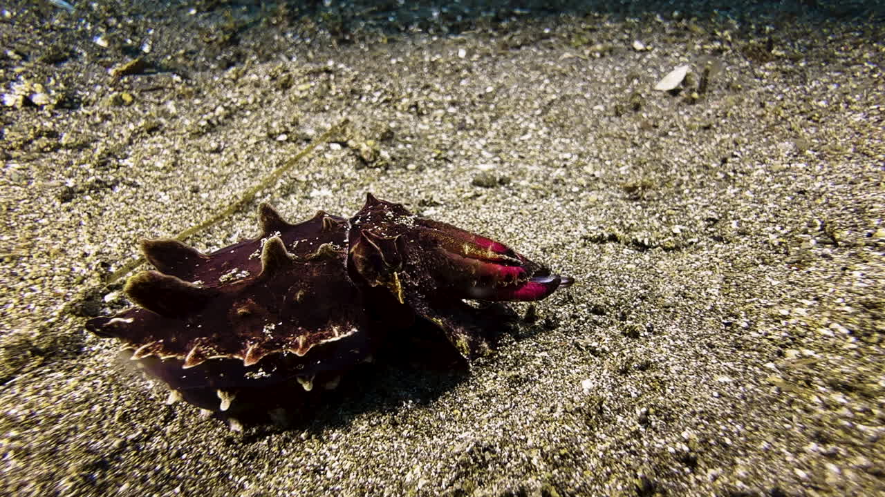 Flamboyant cuttlefish moves slowly across the sandy seabed, its body a muted color. It slowly extends its sticky tongue and quickly retracts it, catching a small fish