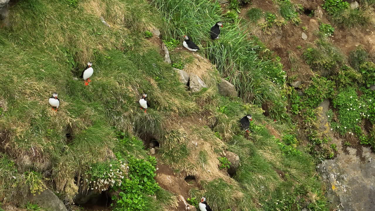 papagaios, pájaros coloridos de pie junto a sus nidos en el acantilado marítimo, vista aérea