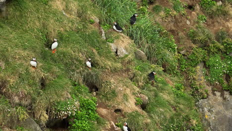 Frailecillos,-Pájaros-Coloridos-Parados-Junto-A-Sus-Nidos-En-El-Acantilado,-Vista-Aérea