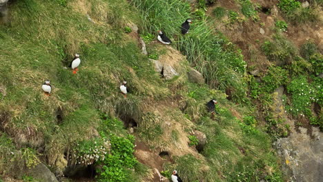 papagaios, pássaros coloridos em pé junto aos seus ninhos no penhasco do mar, vista aérea
