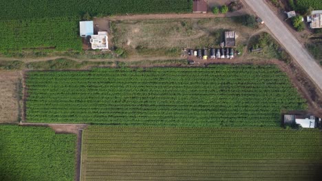 Top-view-of-grape-vineyards-agricultural-field-alongside-highway,-India