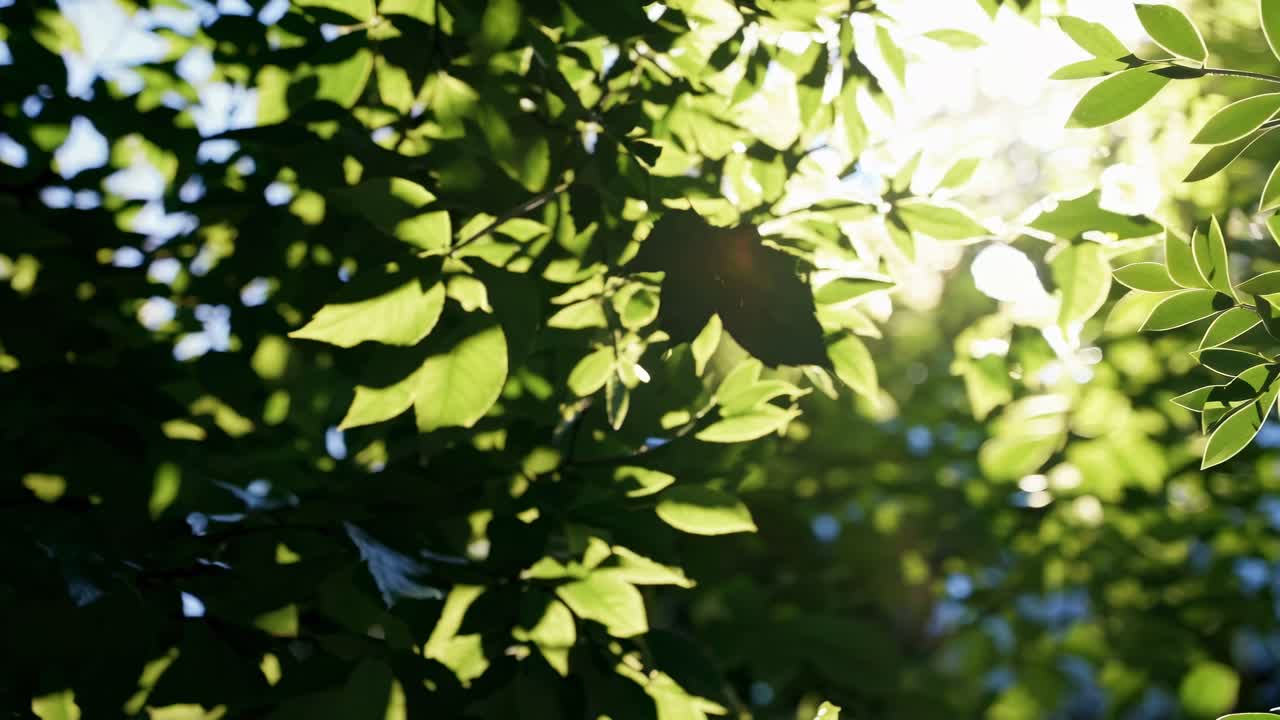 Sunlight filters through lush green leaves, captured from a low-angle, creating a serene