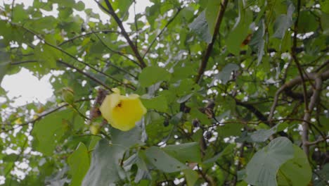 Eine-Fröhliche-Gelbe-Blume,-Die-Tagsüber-Einen-Baum-Schmückt