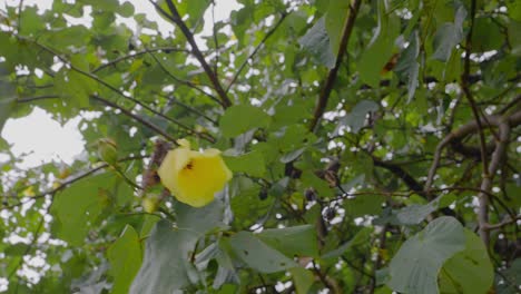 A cheerful yellow flower adorning a tree during daylight hours