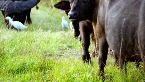 Handaufnahme-Von-Jungen-Und-Alten-Büffeln,-Die-Durch-Die-Wiese-Gehen