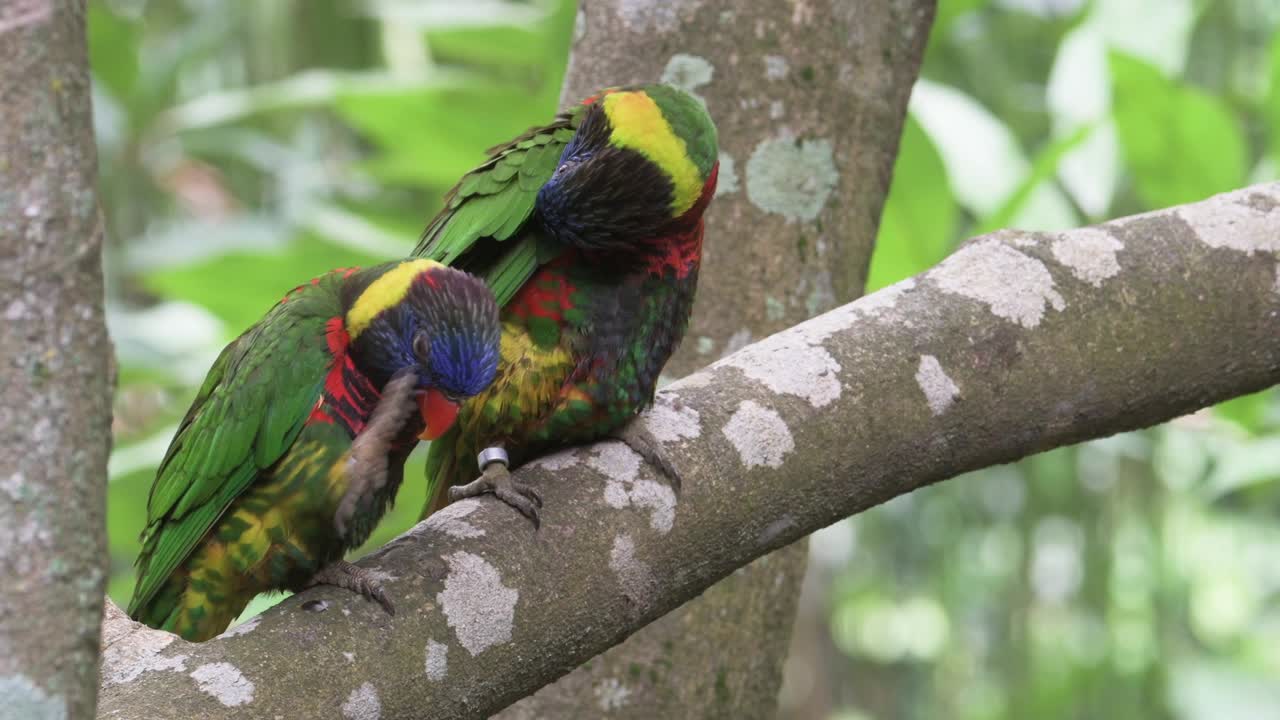 dos loros sentados en la rama de un árbol y haciendo el amor entre sí