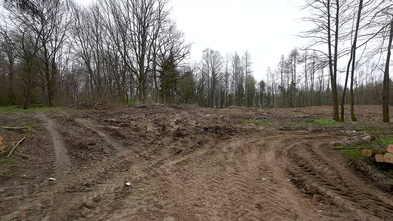 숲 속 의 나무 가루 와 잘라진 나무 줄기 - 드론 촬영