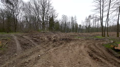 stumps and cut tree trunks in the forest - drone shot