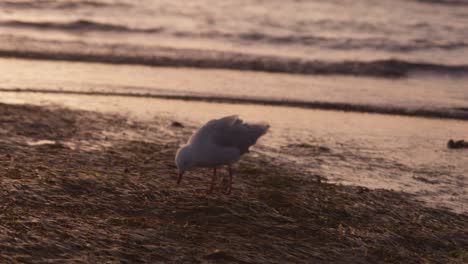 On-a-sandy-beach-along-the-ocean-coast,-a-seagull-is-seen-feeding-on-something-from-the-shore