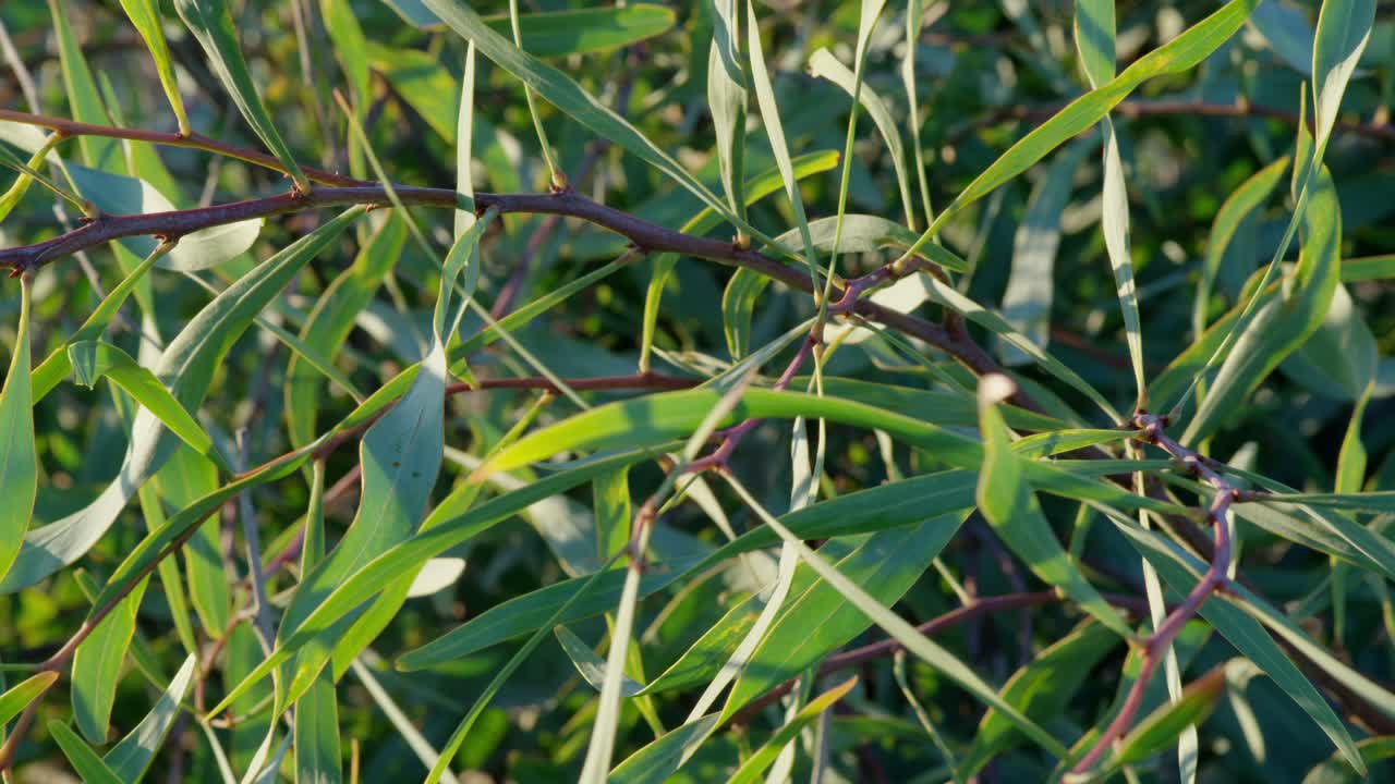 Static shot of some leaves in the bushes