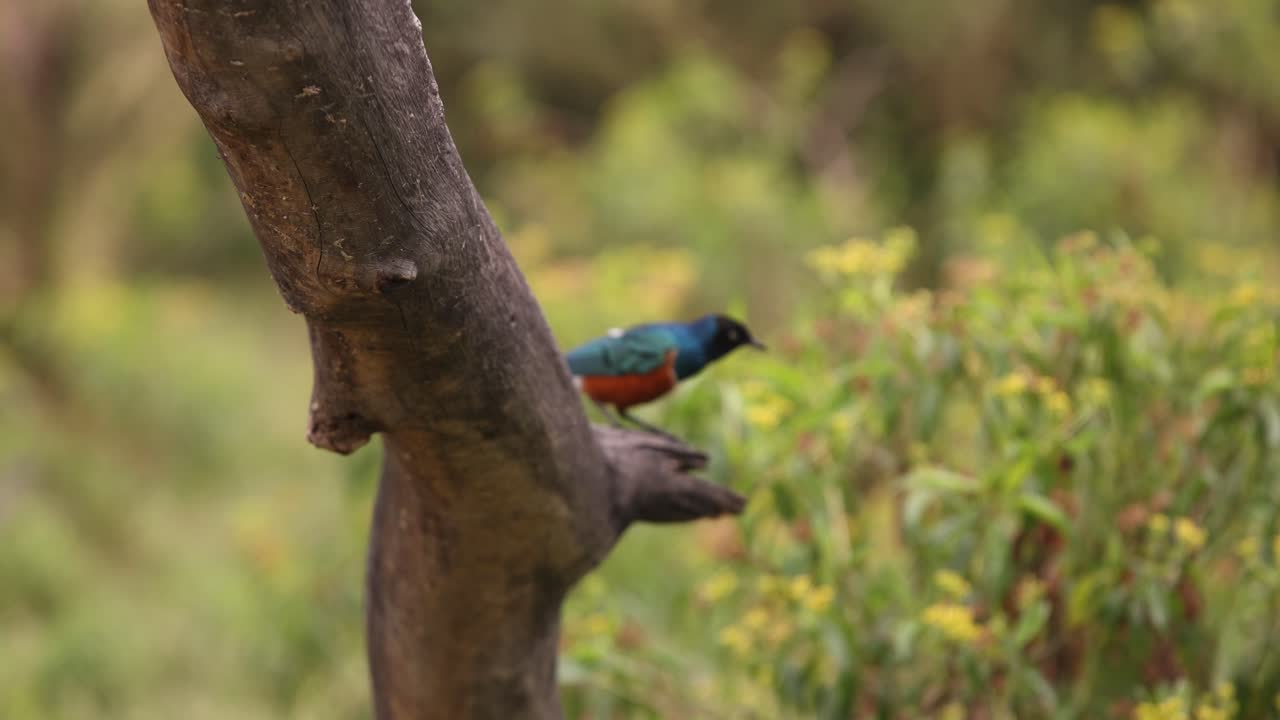 A vibrant bird perches on a tree branch in Crescent Island Safari, Kenya, surrounded by greenery