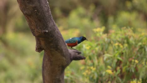 a vibrant bird perches on a tree branch in crescent island safari, kenya, surrounded by greenery