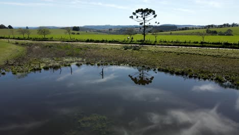 pond in a farm with sky reflection and a pine tree, drone view