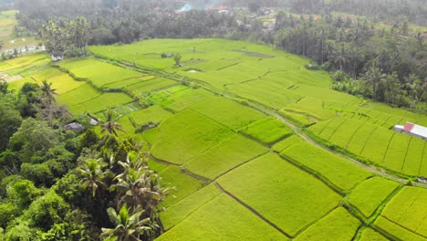 Vuelo-Sobre-Exuberantes-Campos-De-Arroz-Verdes-Y-Kayangan-Villa-Ubud-En-Bali,-Indonesia---Disparo-De-Arco-De-Drones