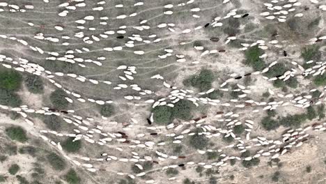 herd of sheep in the mountains of georgia - aerial top down