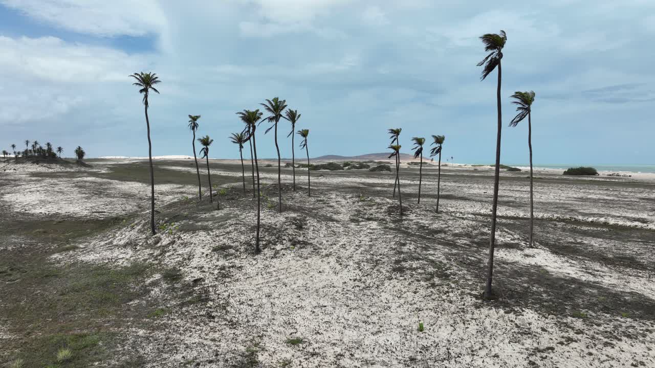White Sand Dunes And Coconut Trees In Jericoacoara Beach, Brazil. Aerial Shot