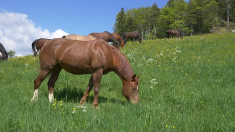 grupo de caballos felices pastando en el campo de hierba en los alpes durante el día soleado y el cielo azul - cámara lenta