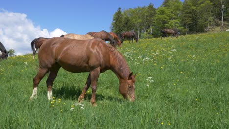 group of happy horses grazing on grass field in alps during sunny day and blue sky - slow motion