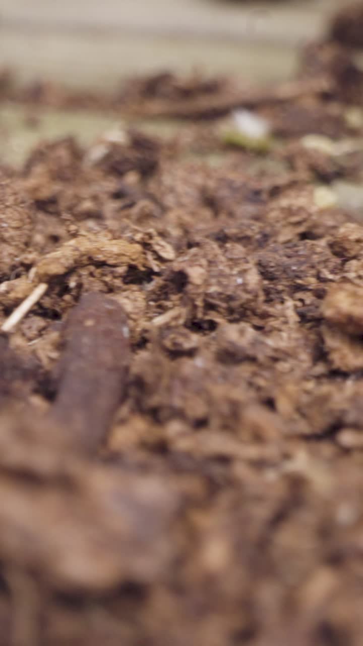 video vertical de primer plano de la colonia de insectos de piojos de madera en la madera en el campo del reino unido