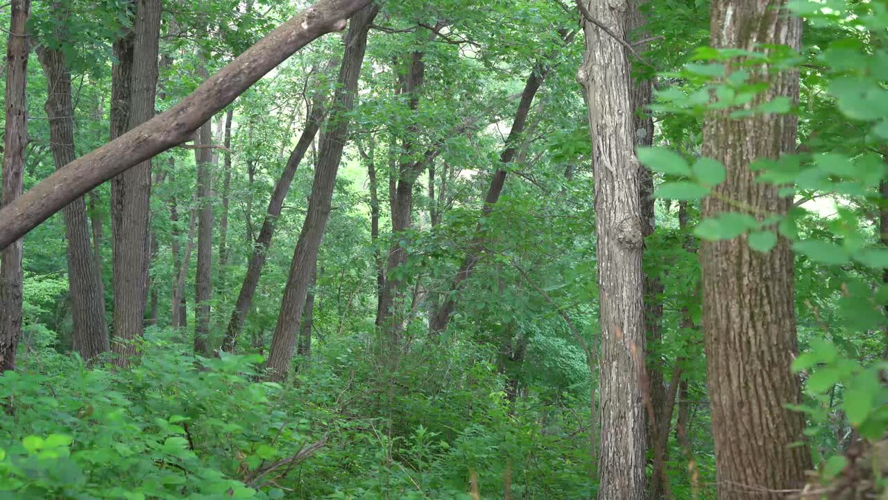 Wooded Forest -Summer (Pan Right to Left)