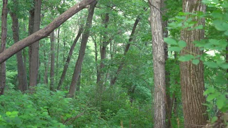 wooded forest -summer (pan right to left)