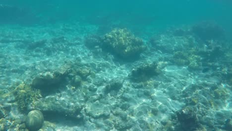arrecife de coral bajo el agua mar caribe, fondo arenoso, islas los roques francisqui