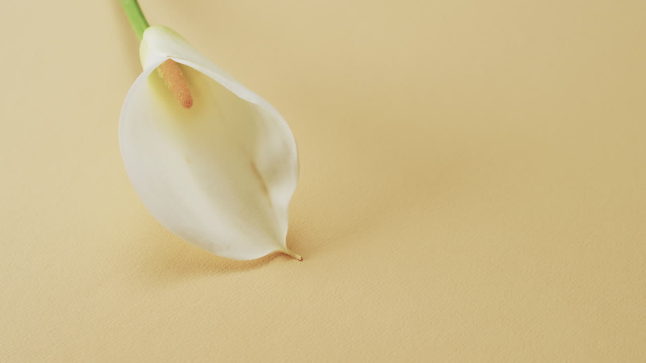video de la flor de kalia blanca con espacio de copia en fondo amarillo