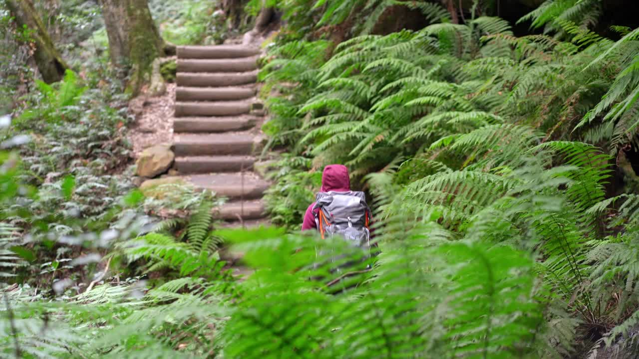 Indigenous Australian girl hiking through dense ferns in the Blue Mountains, NSW Australia
