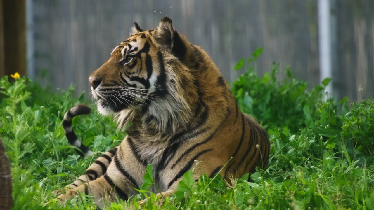 Tiger hviler fredeligt på græsset