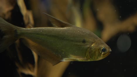 close-up of a serrasalmus elongatus